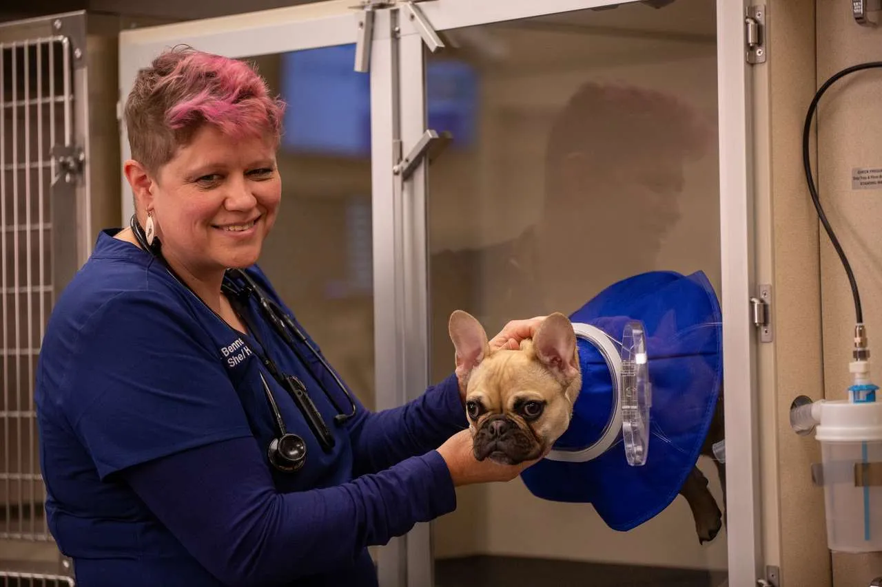 MedVet